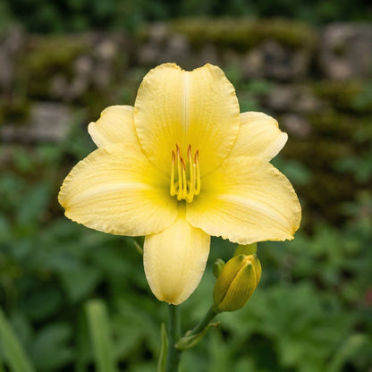 Hemerocallis Stella d'Oro (1 Bulb)