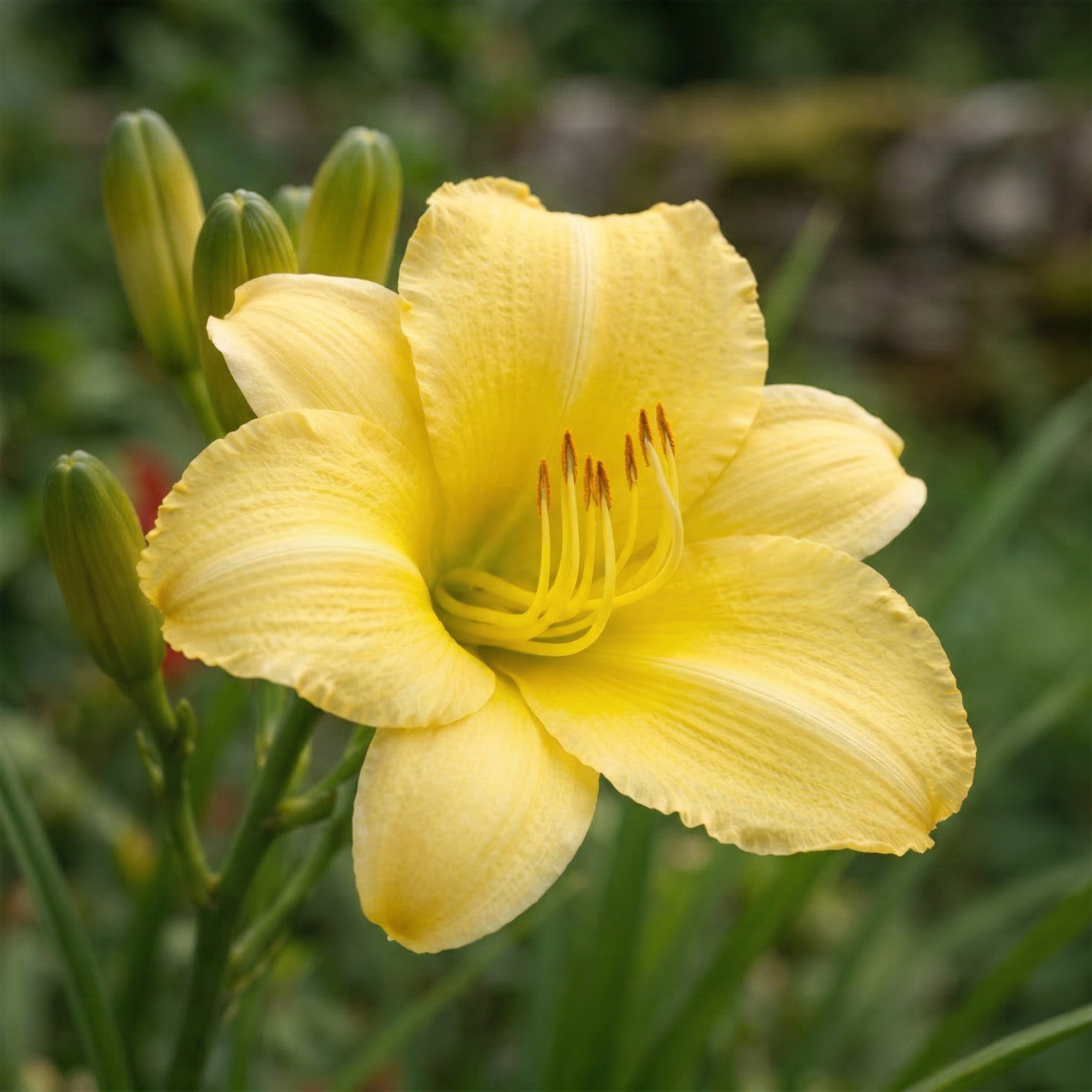 Hemerocallis Stella d'Oro (1 Bulb)