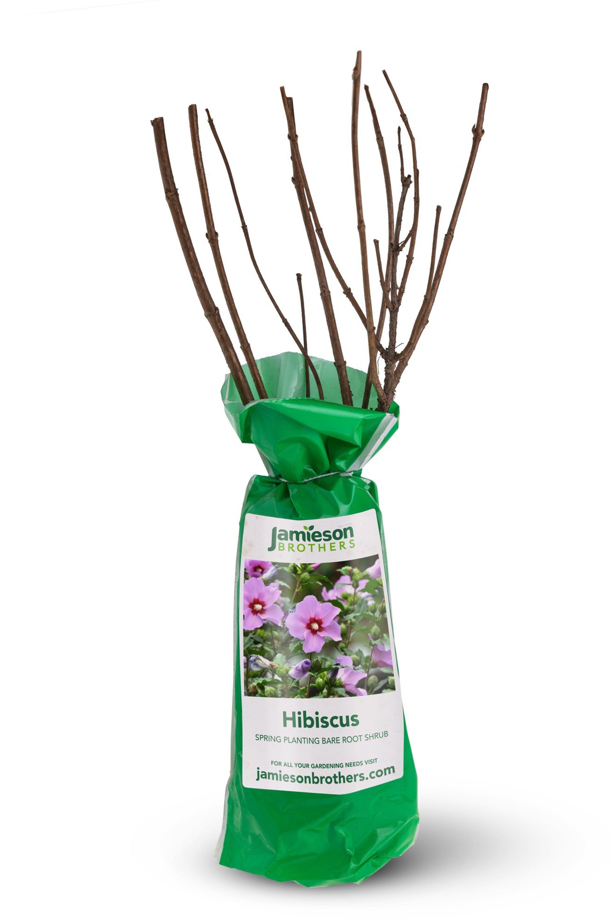 Hibiscus - Spring planting bare root shrub by Jamieson Brothers