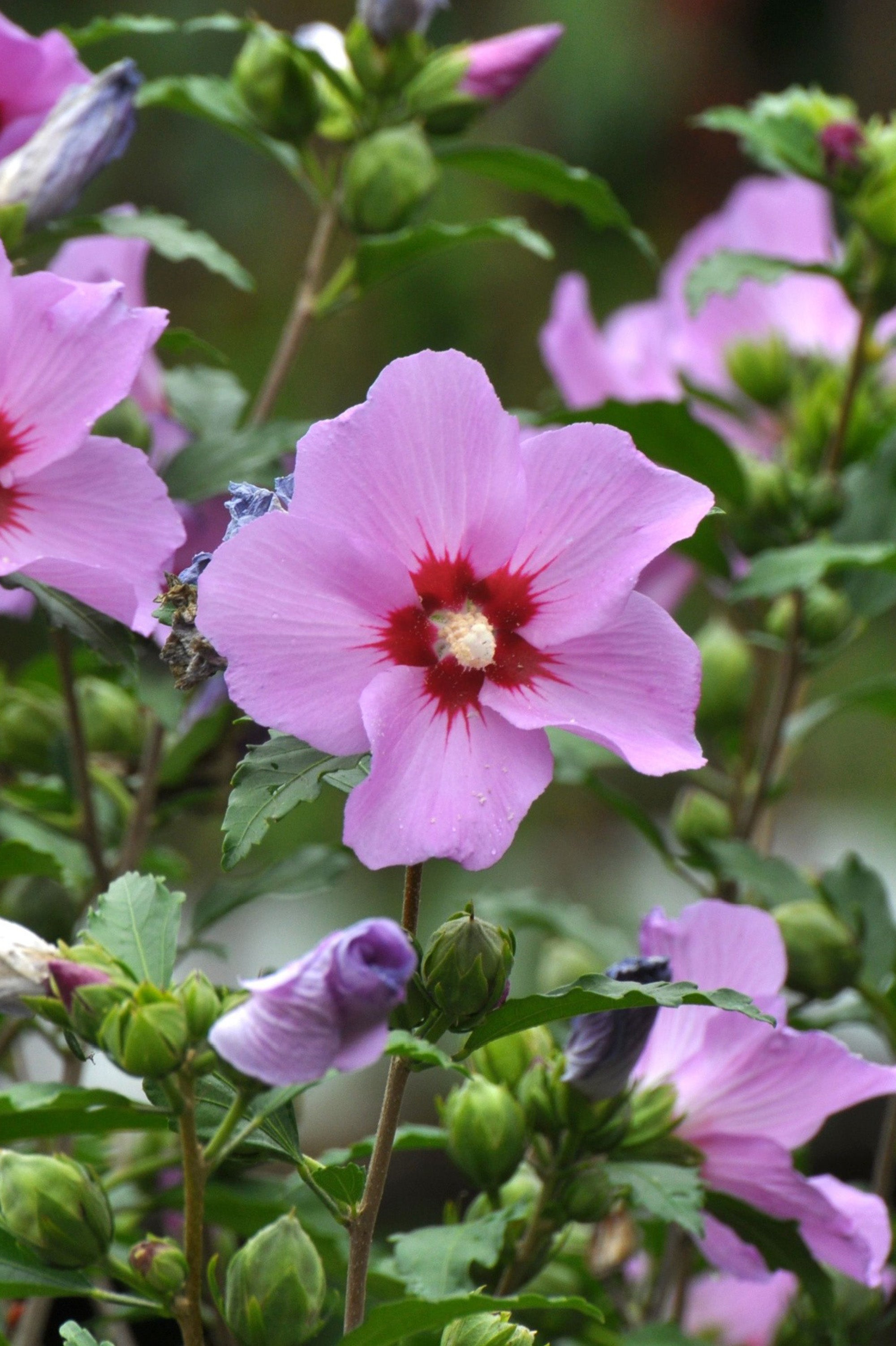 Hibiscus - Spring planting bare root shrub by Jamieson Brothers