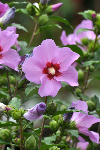 Hibiscus - Spring planting bare root shrub by Jamieson Brothers