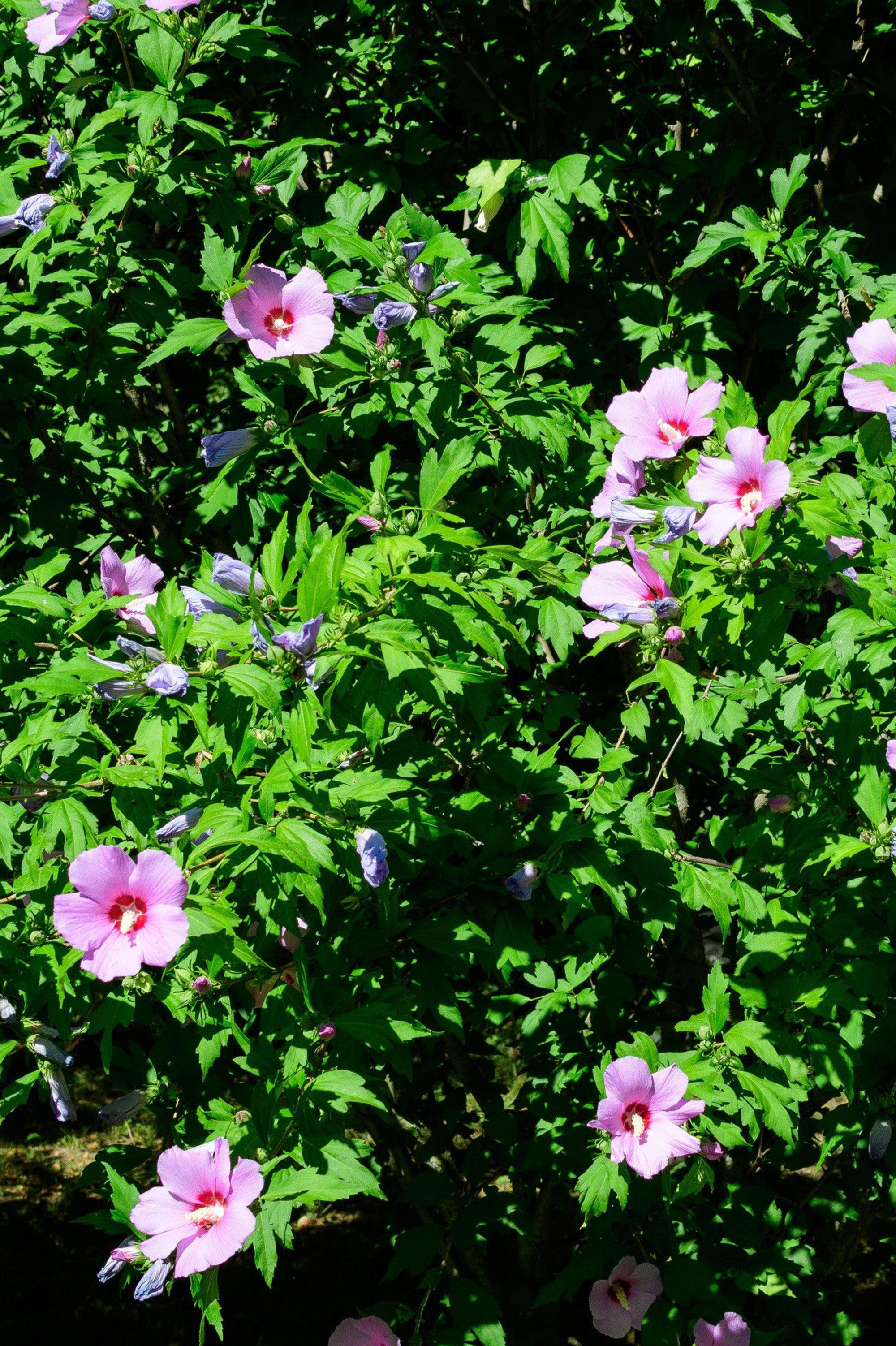 Hibiscus - Spring planting bare root shrub by Jamieson Brothers