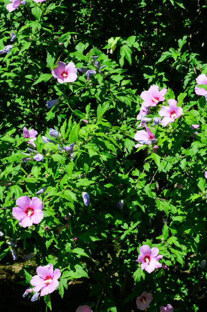 Hibiscus - Spring planting bare root shrub by Jamieson Brothers