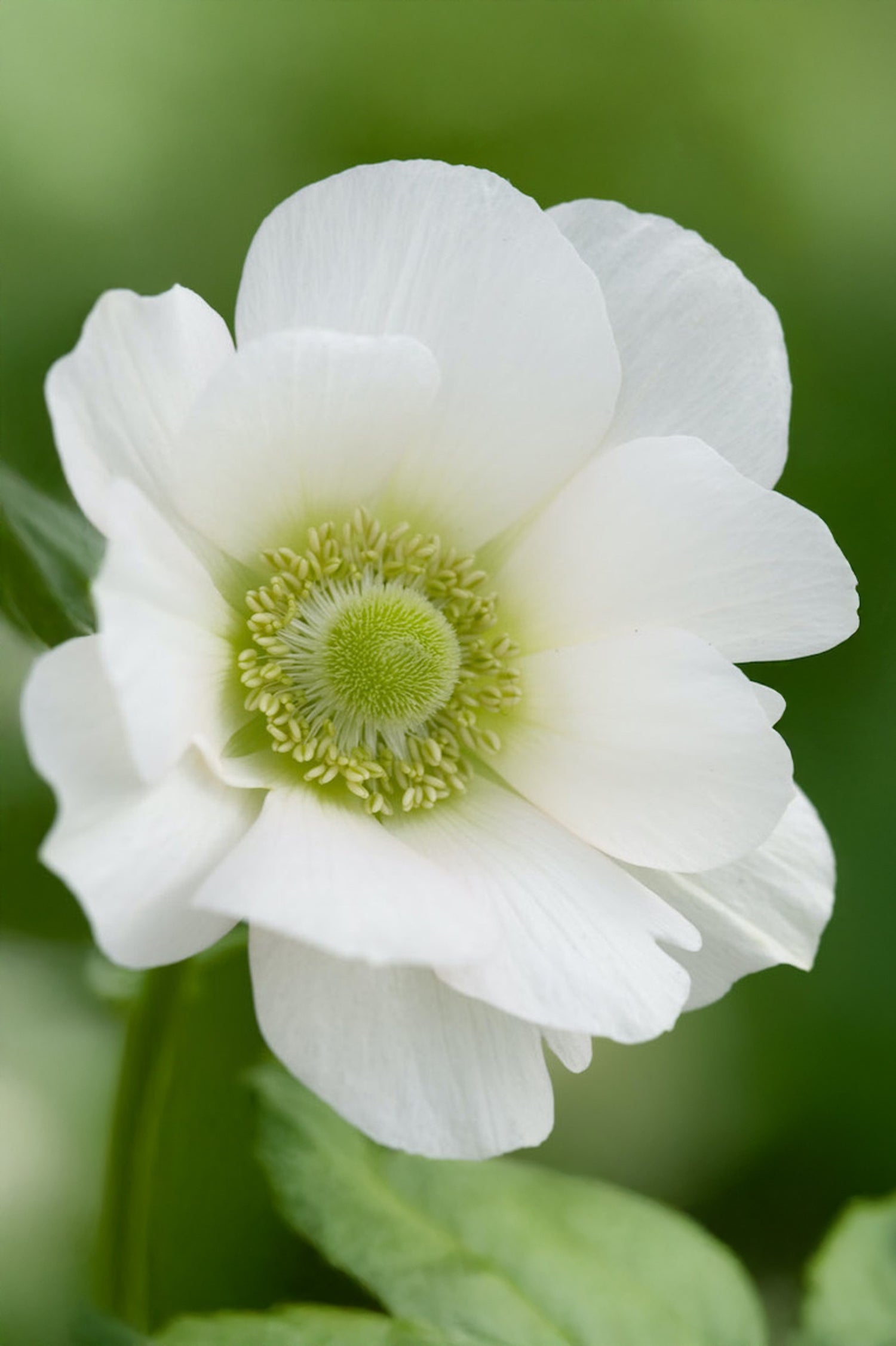 Anemone The Bride