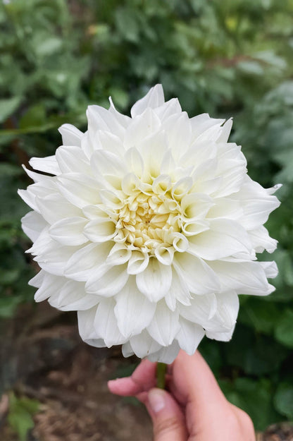 Dahlia Decorative Lillehammer