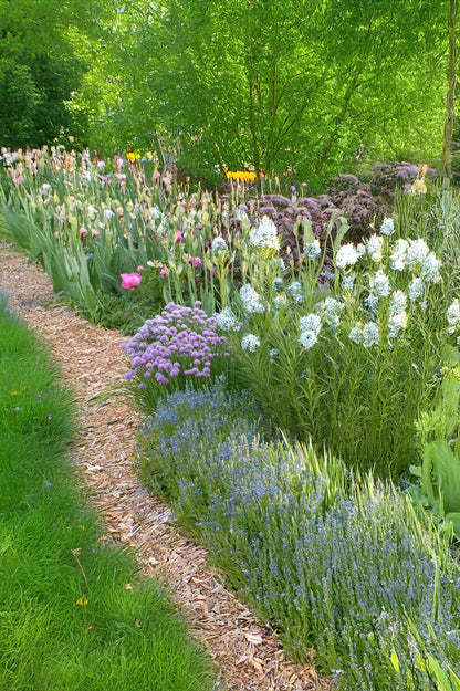 FREE! 10 Pack of Random Seeds (Fruit, Vegetable, Herb or Flower Seeds) 