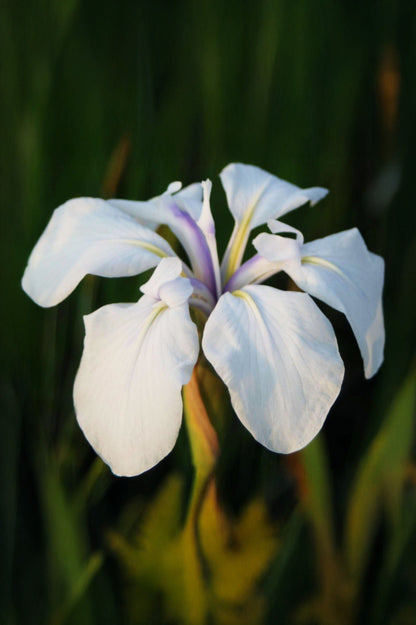 Iris Snowdrift