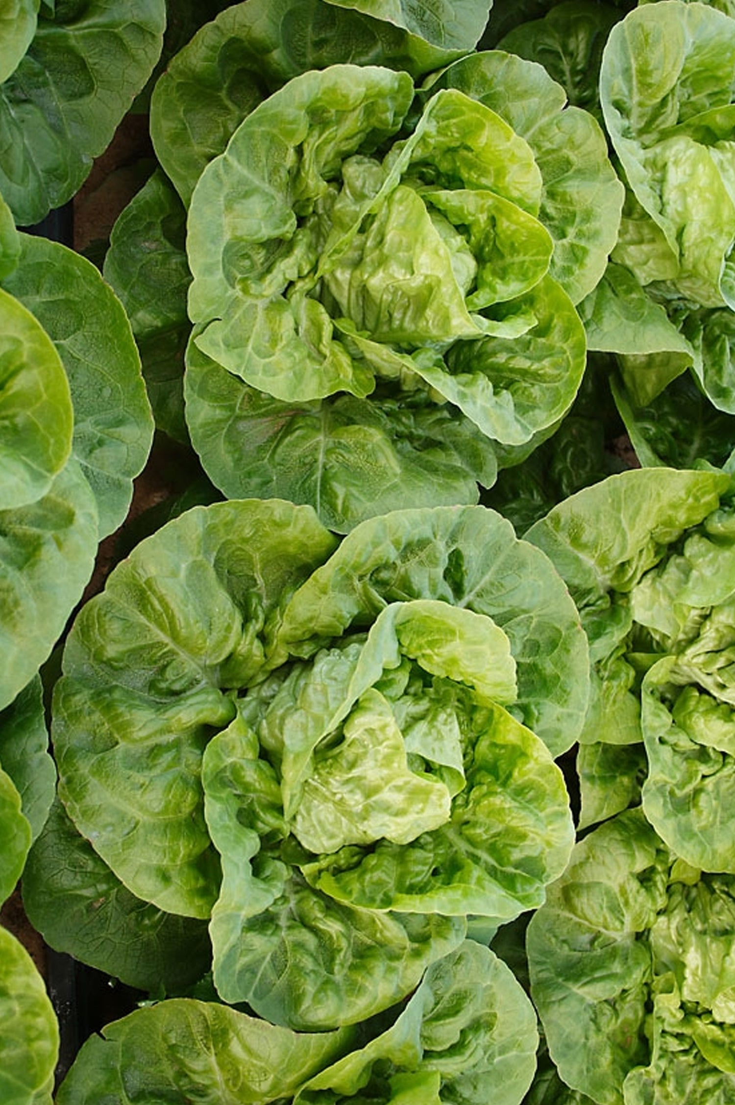 Lettuce Little Gem Vegetable Seeds