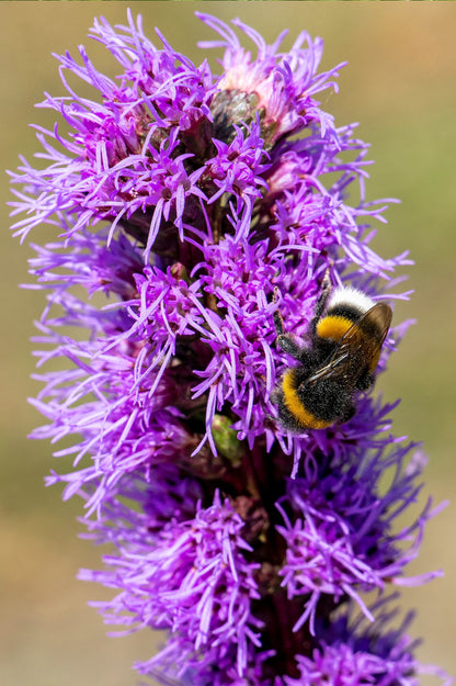 Liatris Spicata Violet-Blue
