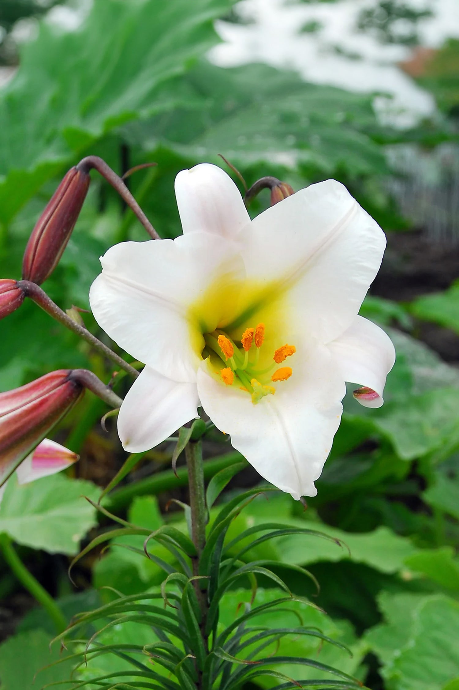 Lilium Regale