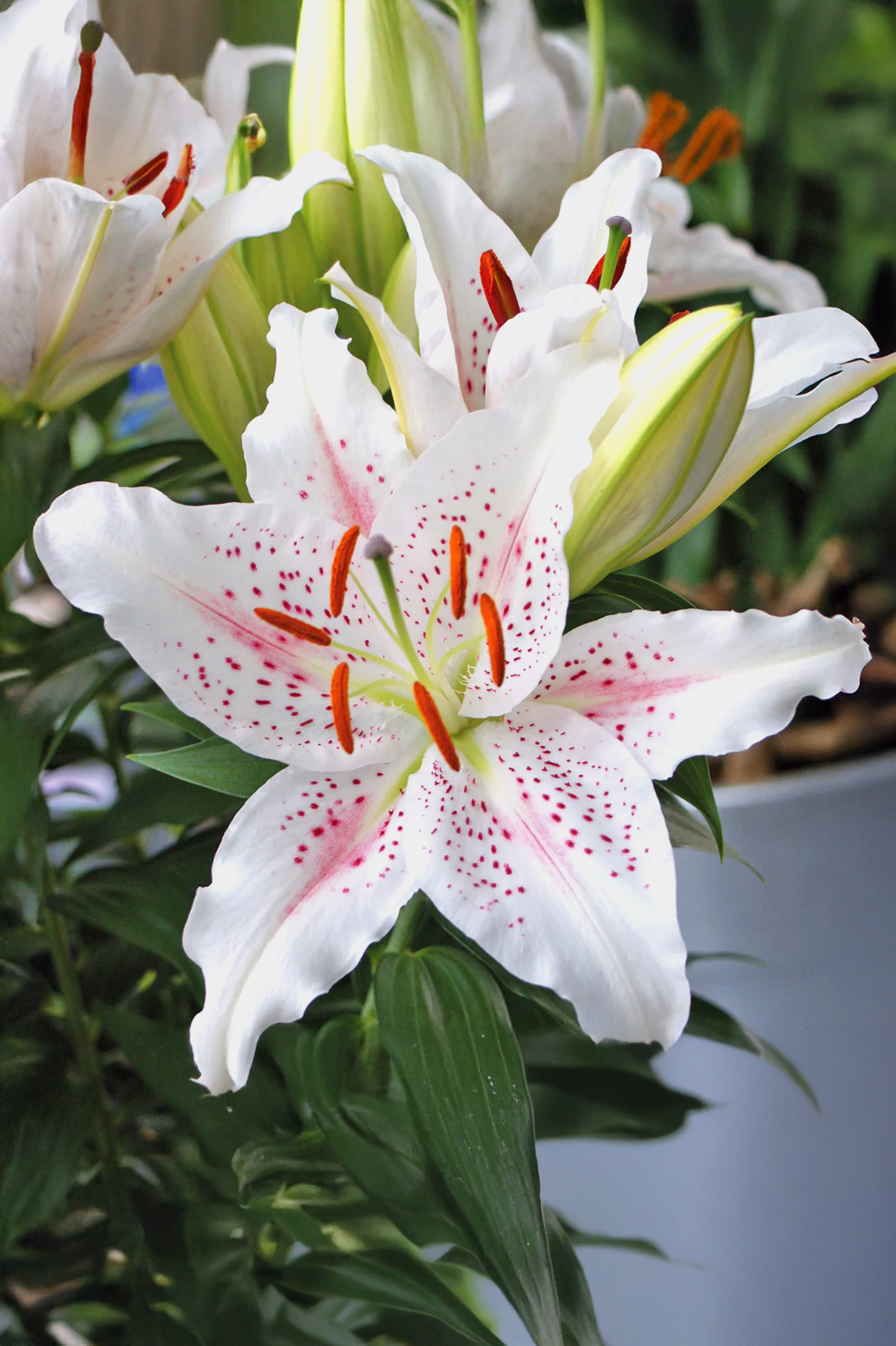 Lilium Oriental Muscadet