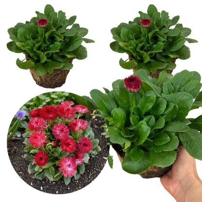 Bellis Habanera Red
