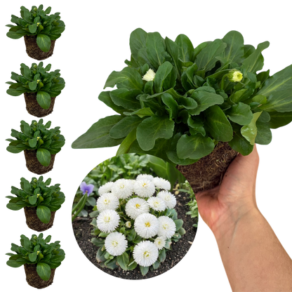 Bellis Habanera White