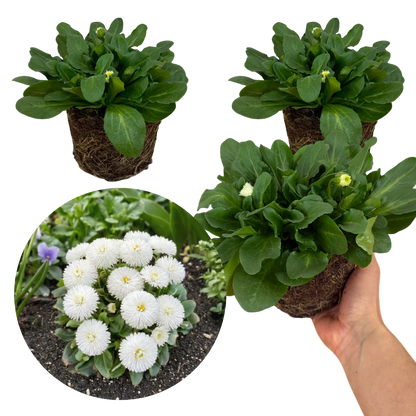 Bellis Habanera White