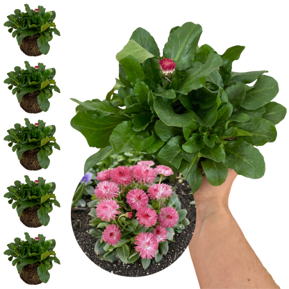 Bellis Habanera Rose