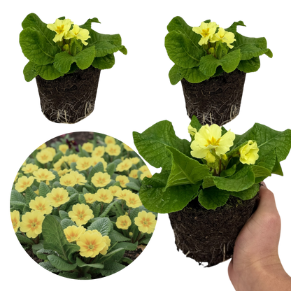 Set of 3 or 6 Large Plants - Primrose Sweet 16, Ready to Plant in Your Garden, 1L Rootballs