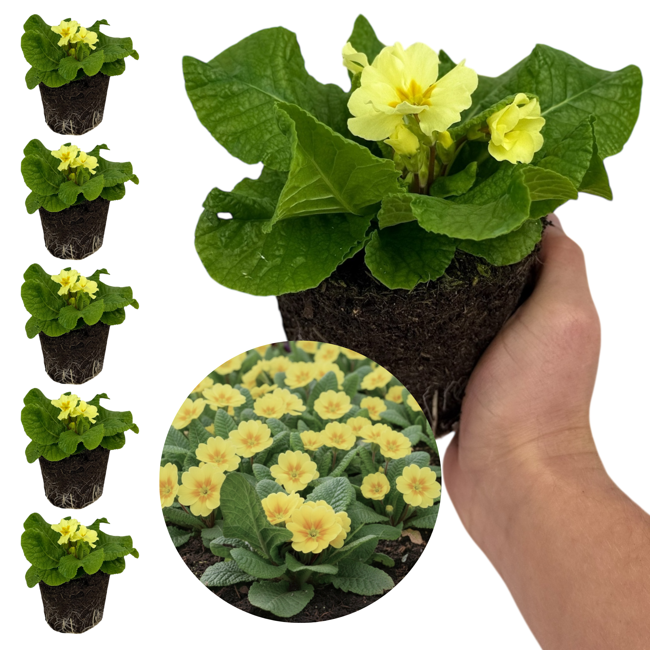 Set of 3 or 6 Large Plants - Primrose Sweet 16, Ready to Plant in Your Garden, 1L Rootballs