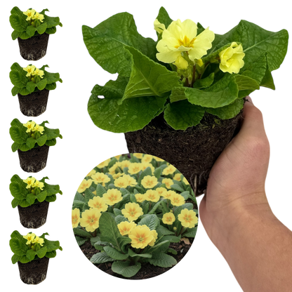 Set of 3 or 6 Large Plants - Primrose Sweet 16, Ready to Plant in Your Garden, 1L Rootballs