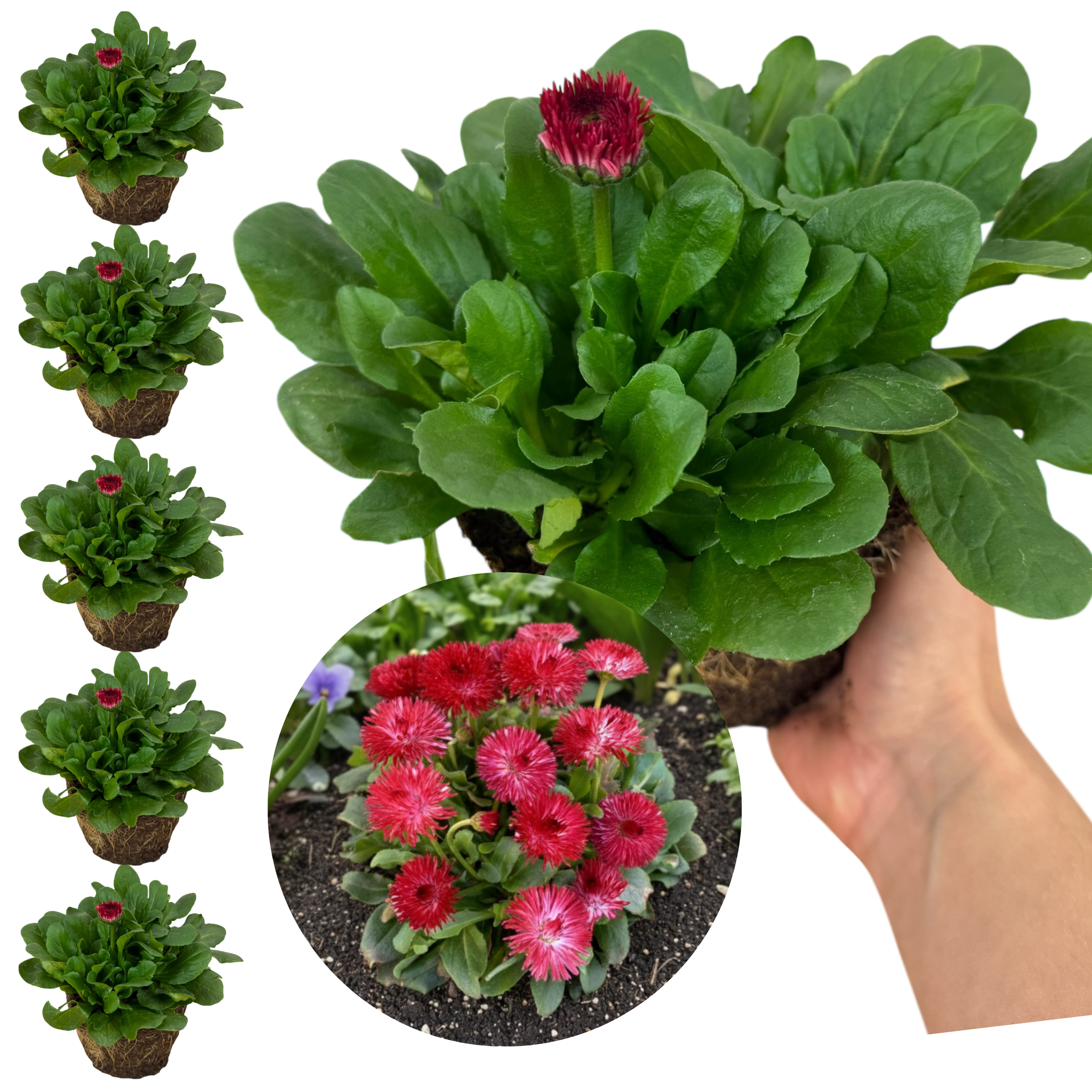 Bellis Habanera Red