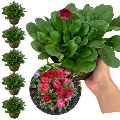 Bellis Habanera Red