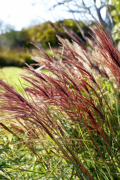 Miscanthus Sinensis Red Chief