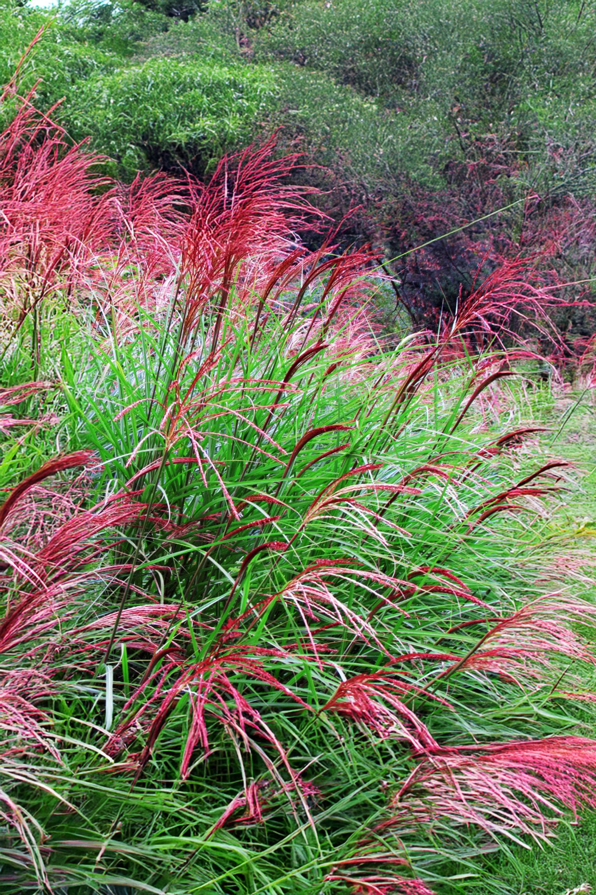 Miscanthus Sinensis Red Chief