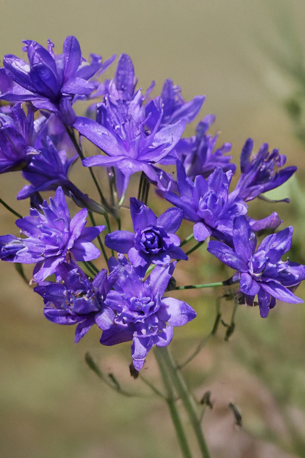 Triteleia Aquarius
