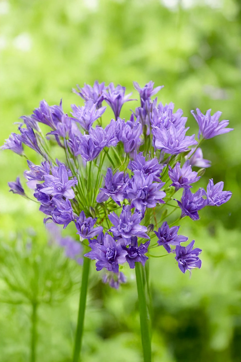 Triteleia Aquarius