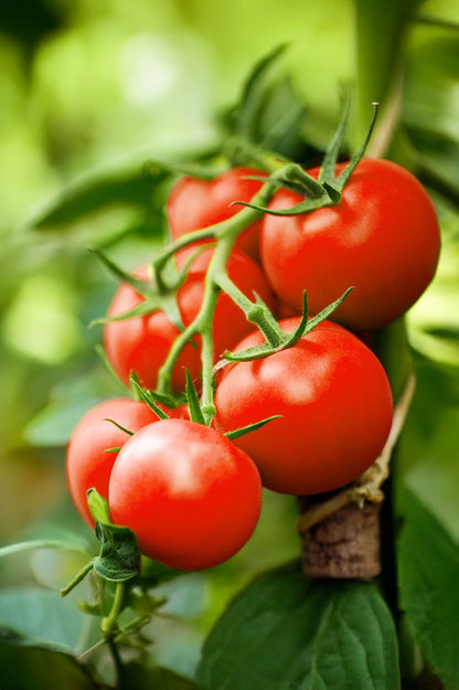 Tomato Moneymaker Vegetable Seeds