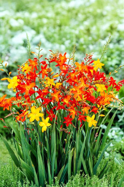 Montbretia Mix
