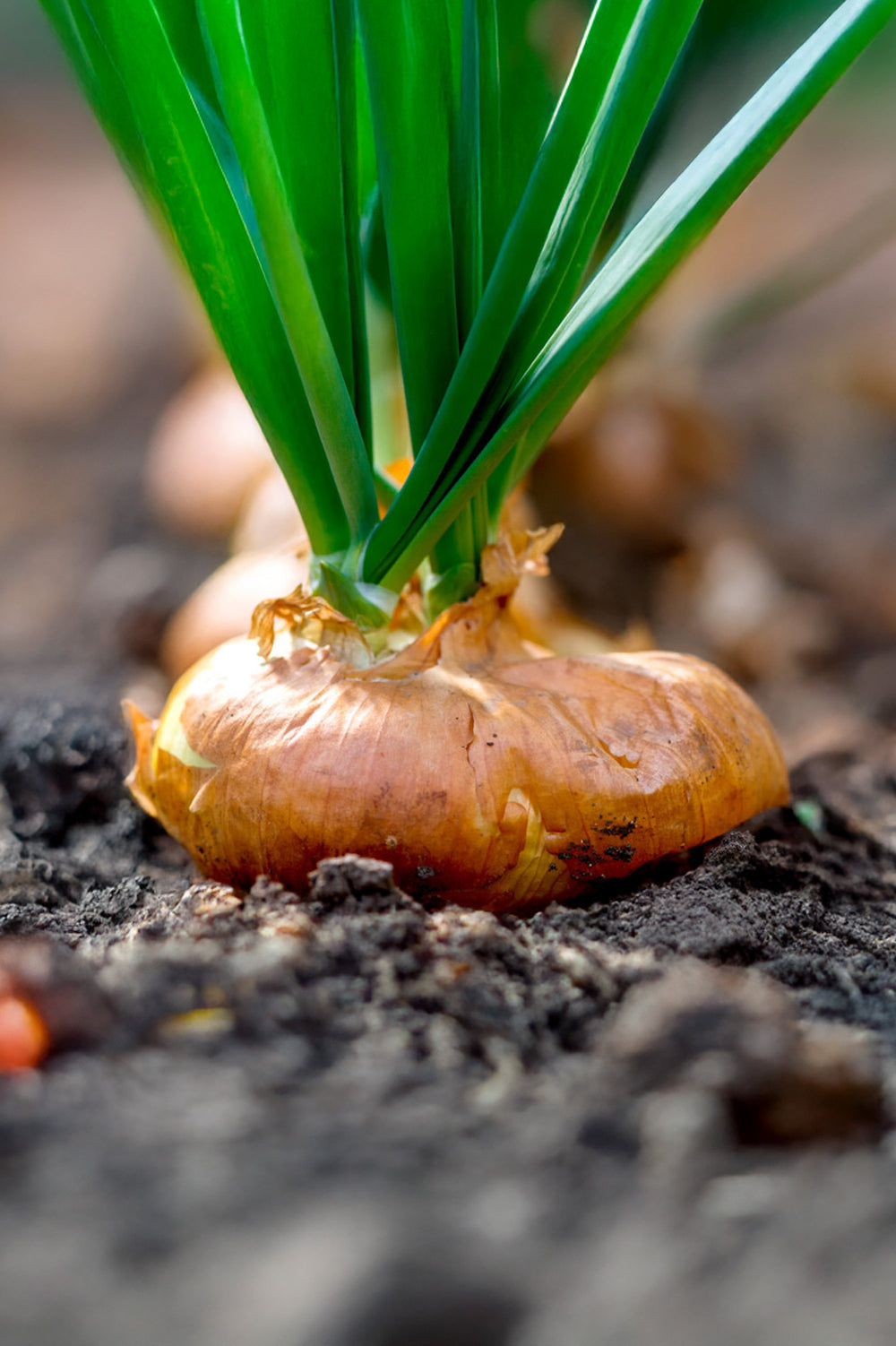 Onion Sturon – preciousplantsuk