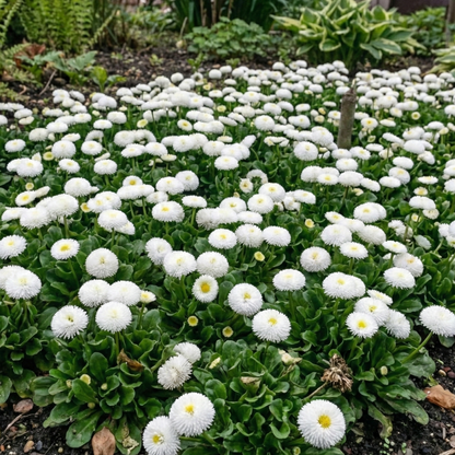 Bellis Habanera White