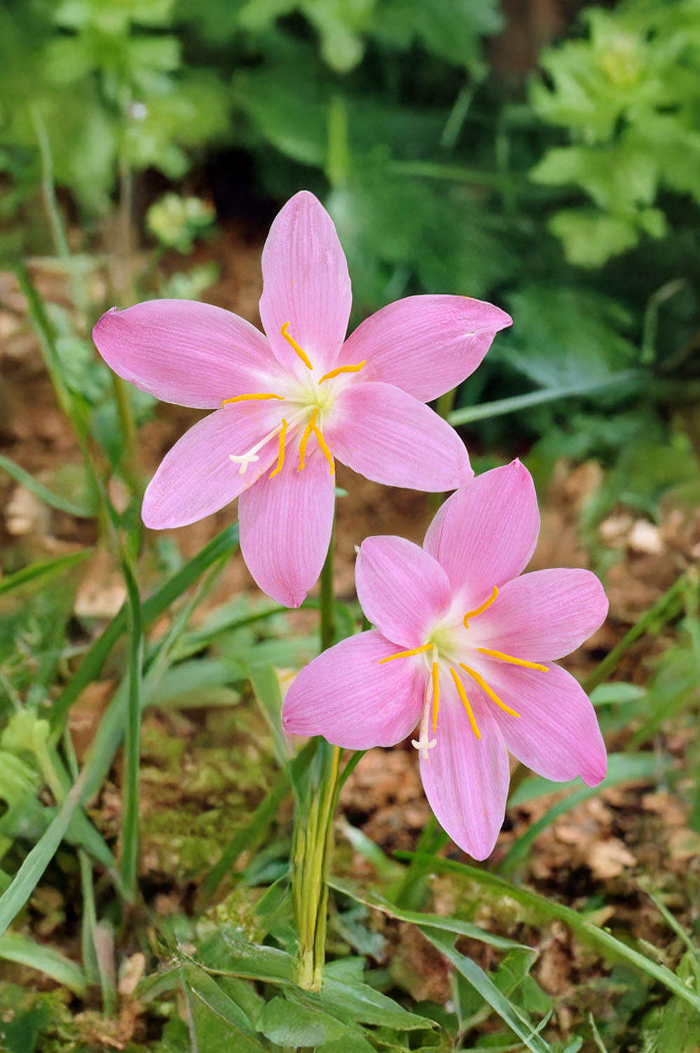 Zephyranthus Robustus Pink