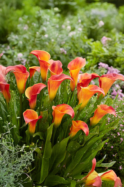 Zantedeschia Orange