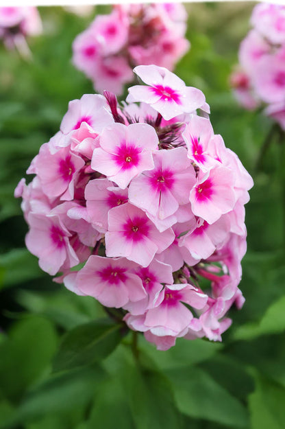 Butterfly Perennial Box (Phlox Paniculata, Eryngium Planum, Echinacea Purpurea, Crocosmia X Crocosmiiflora, Liatris Spicata) 50x Spring Planting Flower Bulbs
