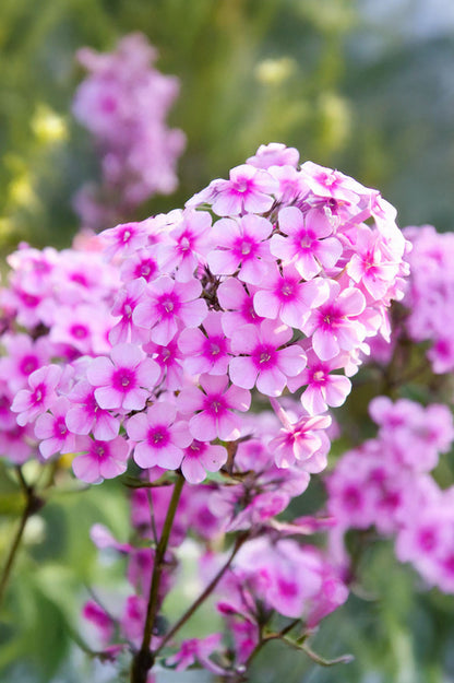 Butterfly Perennial Box (Phlox Paniculata, Eryngium Planum, Echinacea Purpurea, Crocosmia X Crocosmiiflora, Liatris Spicata) 50x Spring Planting Flower Bulbs