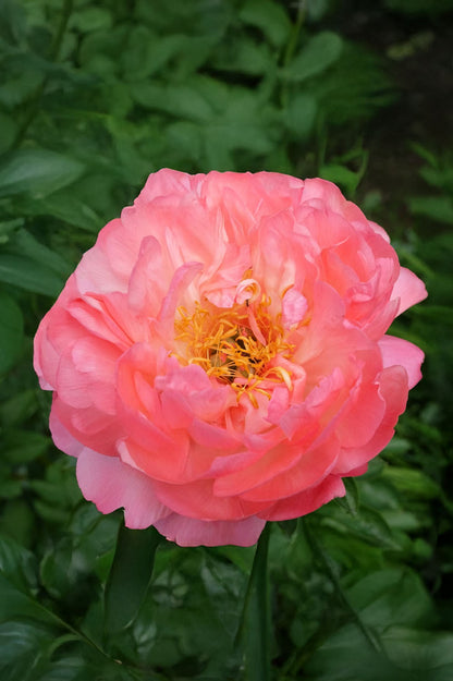 Peony Coral Sunset
