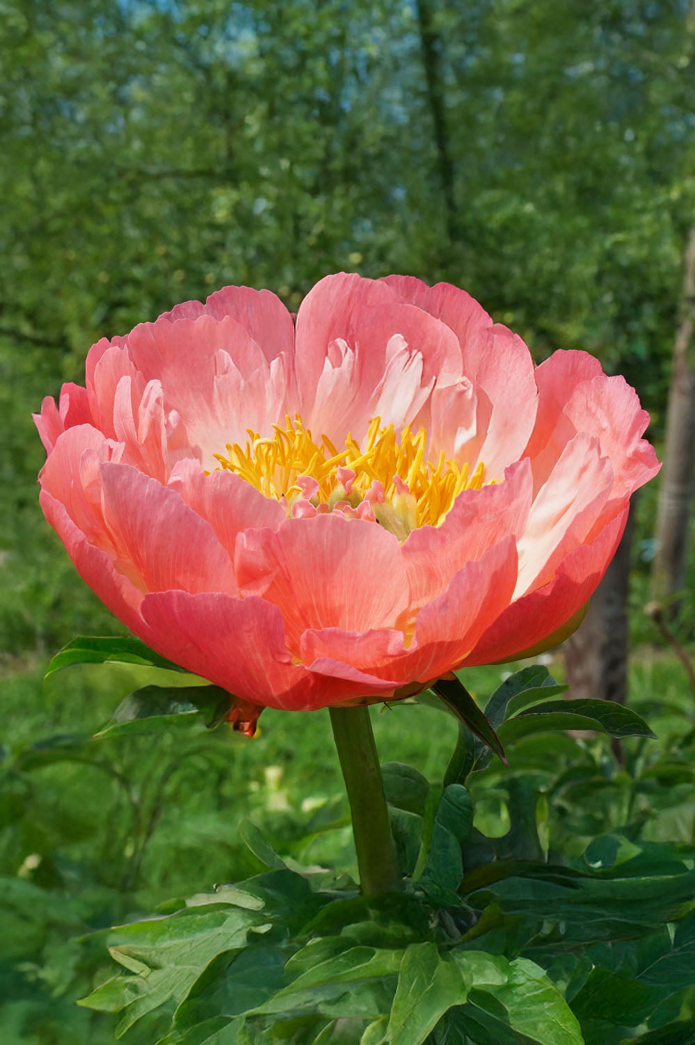 Peony Coral Sunset