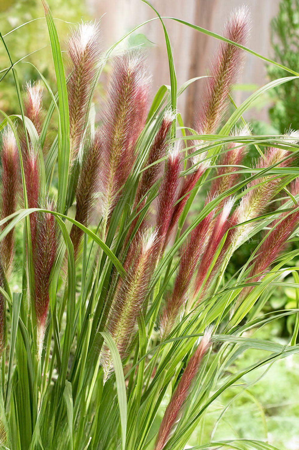Pennisetum Alopecuroides Red Head
