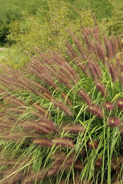 Pennisetum Alopecuroides Red Head