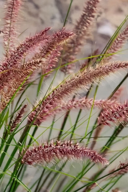 Pennisetum Alopecuroides Red Head