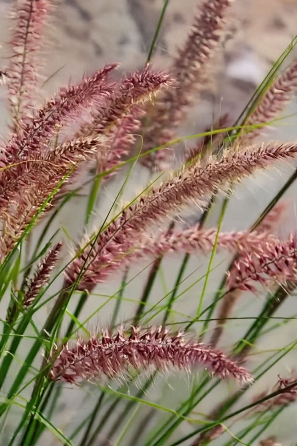 Pennisetum Alopecuroides Red Head