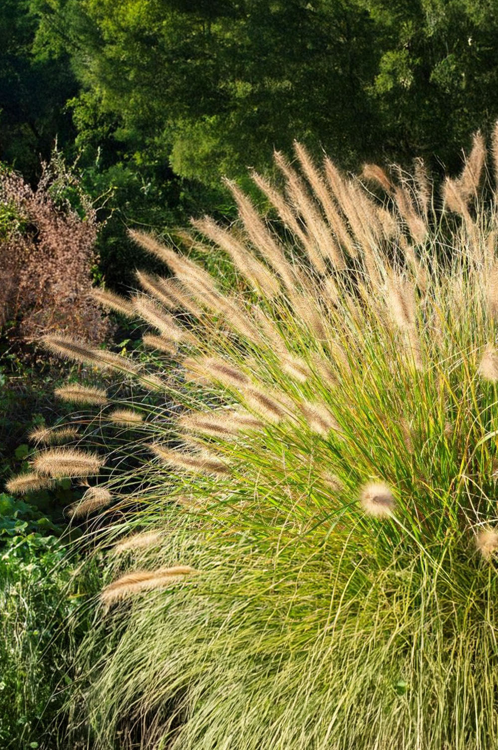 Pennisetum Alopecuroides Hameln