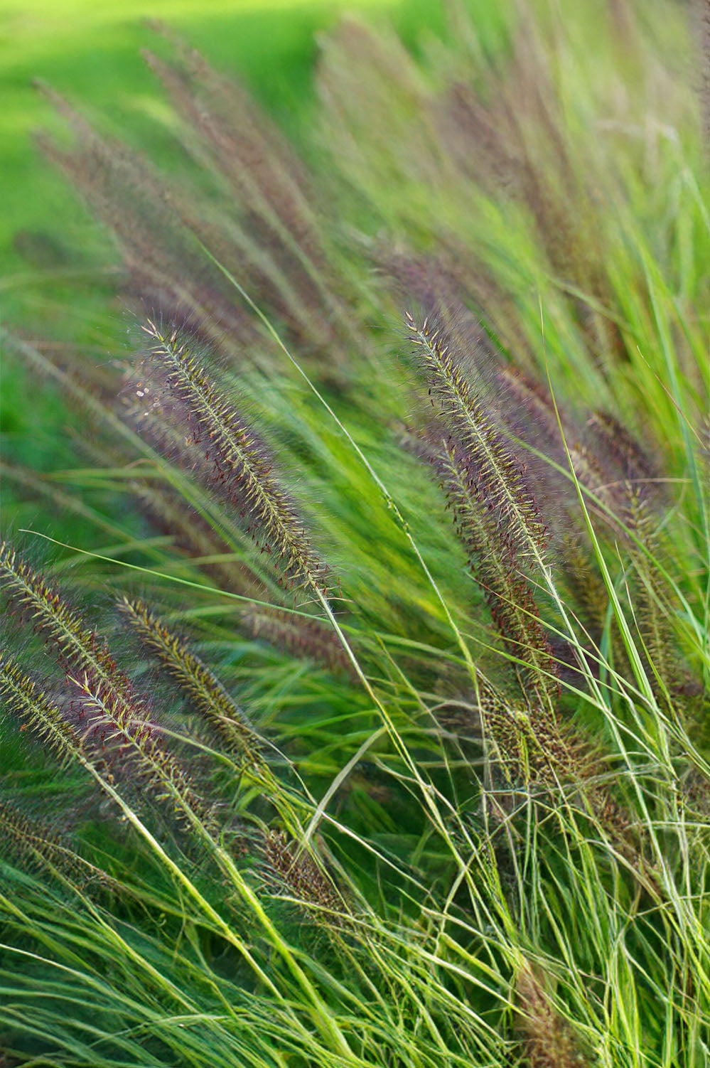 Pennisetum Alopecuroides Hameln