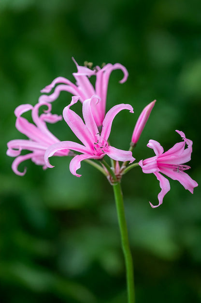 Nerine Bowdenii