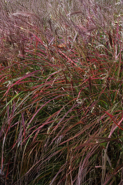 Miscanthus Sinensis Red Chief