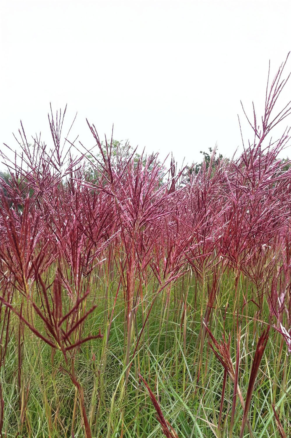 Miscanthus Sinensis Red Chief
