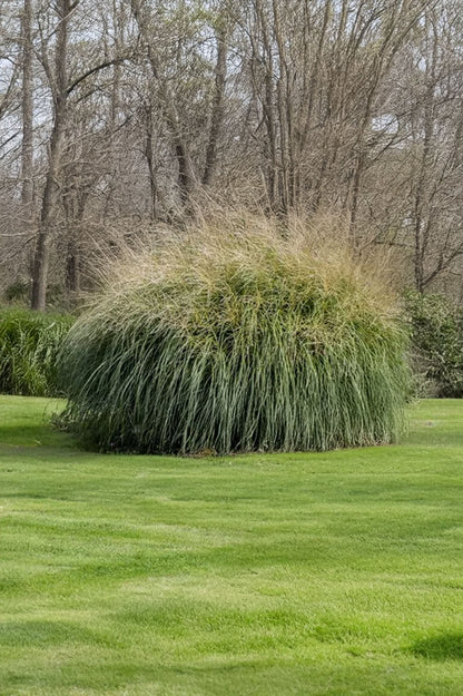 Miscanthus Sinensis Federweisser