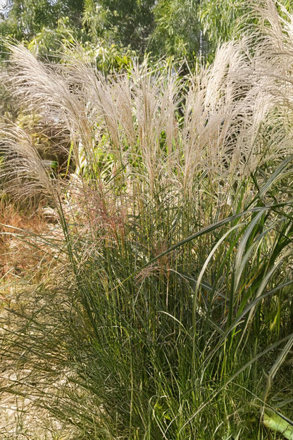 Miscanthus Sinensis Federweisser