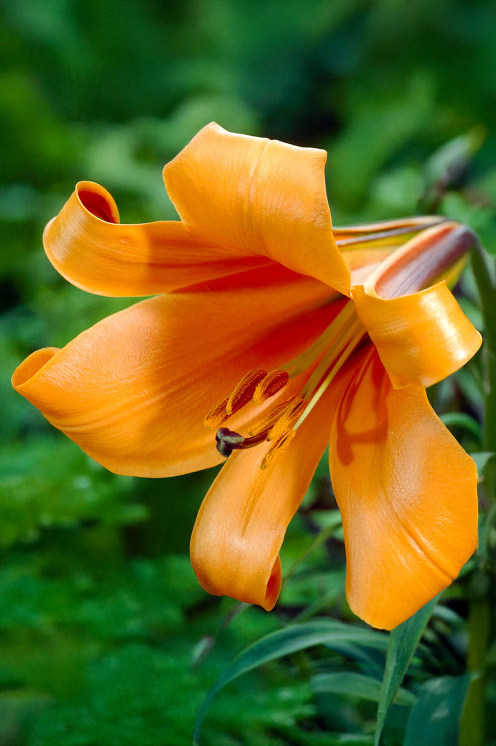 Lilium Trumpet African Queen